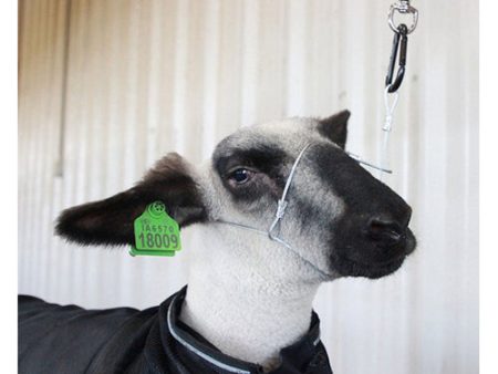 Cruise Control Sheep Goat Halter 1 Each by Sullivan Supply, Inc. Sale