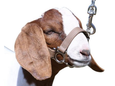 1st Class Sheep Show Halter Small Medium Natural 1 Count by Sullivan Supply, Inc. Hot on Sale