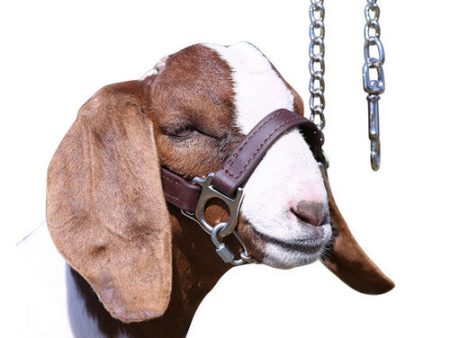 1st Class Sheep Show Halter Large Brown 1 Count by Sullivan Supply, Inc. Sale