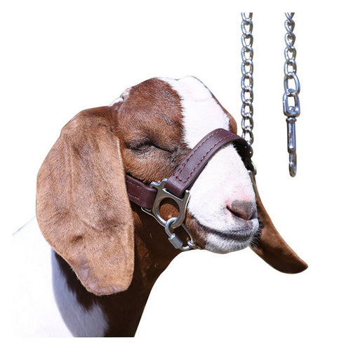 1st Class Sheep Show Halter Small Medium Brown 1 Count by Sullivan Supply, Inc. Hot on Sale